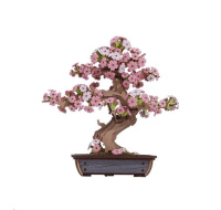 RoboTime 3D dřevěná skládačka Bonsaj sakura